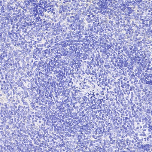 Rat mAb IgG2b Isotype Control (S-R486)
