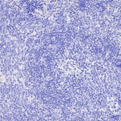 Rat mAb IgG2b Isotype Control (S-R486)