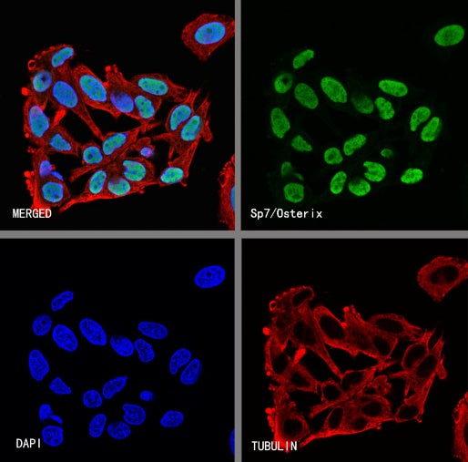 Sp7/Osterix Recombinant Rabbit mAb (SDT-3238-16)