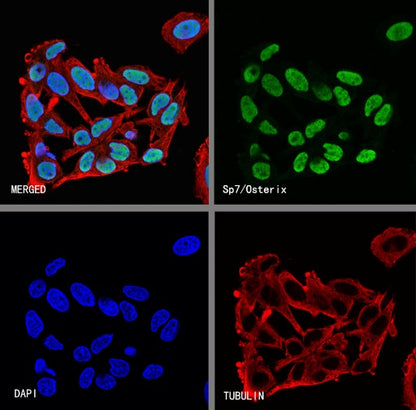 Sp7/Osterix Recombinant Rabbit mAb (SDT-3238-16)