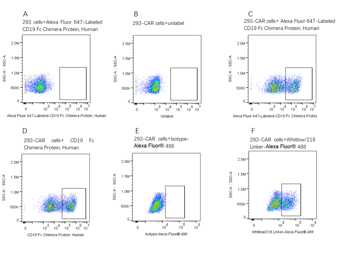 Alexa Fluor 647-Labeled CD19 Fc Chimera Protein, Human