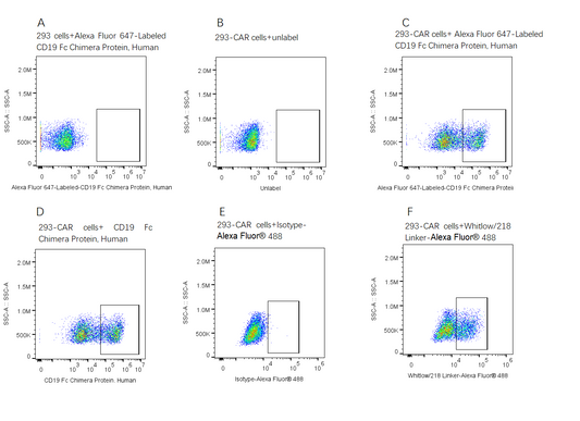 Alexa Fluor 647-Labeled CD19 Fc Chimera Protein, Human