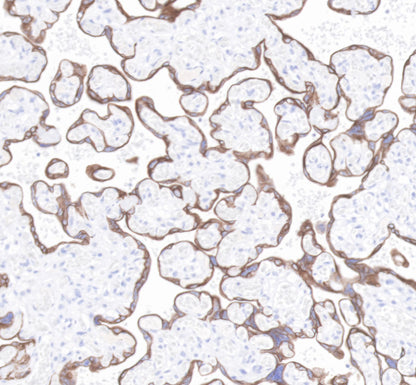 S-RMab® Cytokeratin 7 Recombinant Rabbit  mAb,PBS Only (SDT-121-17)