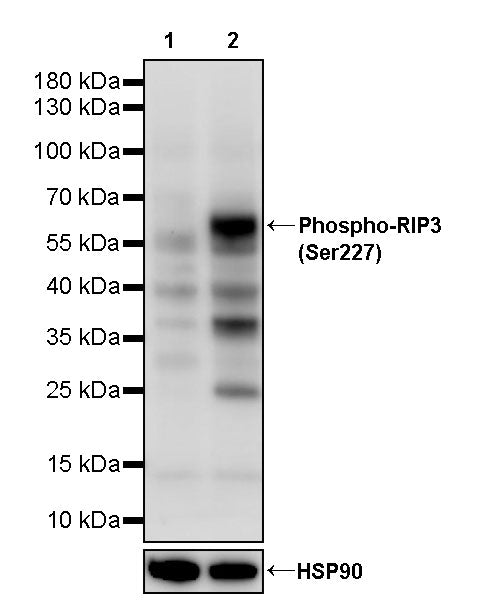 Phospho-RIP3 (Ser227) Recombinant Rabbit mAb (S-3488)