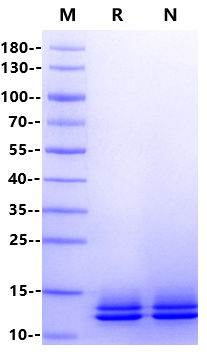 ITPRIPL1/CD3L1 His Tag Protein, Human