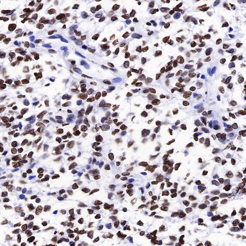 Histone H2B Recombinant Rabbit mAb (S-R214)