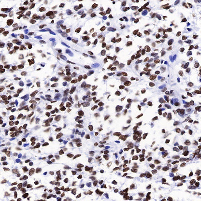 Histone H2B Recombinant Rabbit mAb (S-R214)