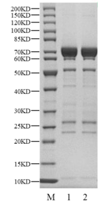 MST4 GST Tag Protein, Human
