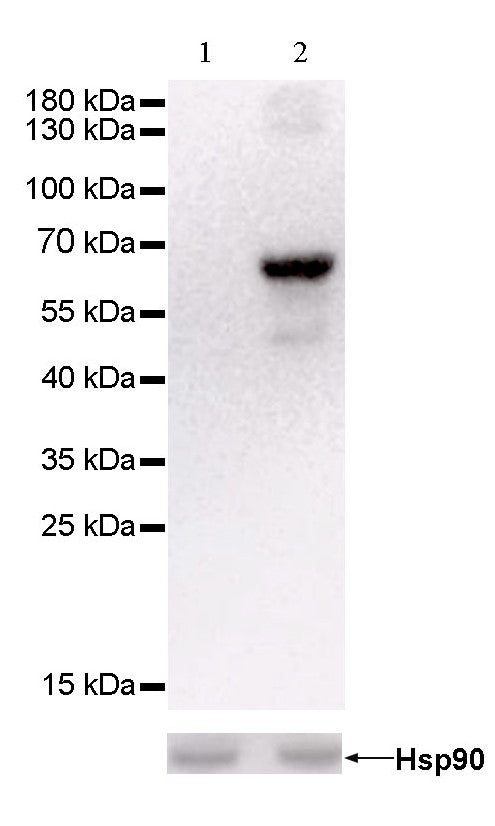 keratin 6 Rabbit mAb (SDT-015-69)