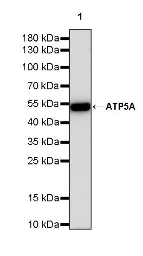 ATP5A Rabbit Polyclonal Antibody