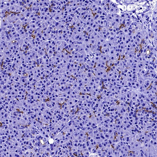 CFTR Recombinant Rabbit mAb (SDT-2133-154)