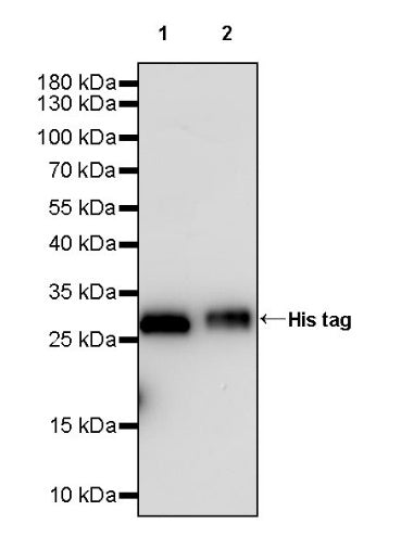 His tag Recombinant Rabbit mAb (HRP Conjugate) (S-1398-151)