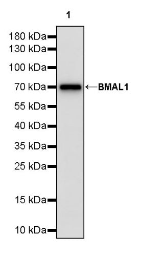 BMAL1 Recombinant Rabbit mAb (S-1918-155)