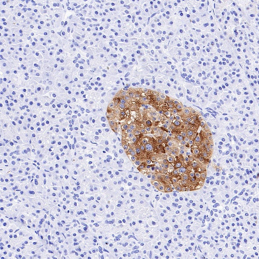 SV2A Recombinant Rabbit mAb (S-2096-2)
