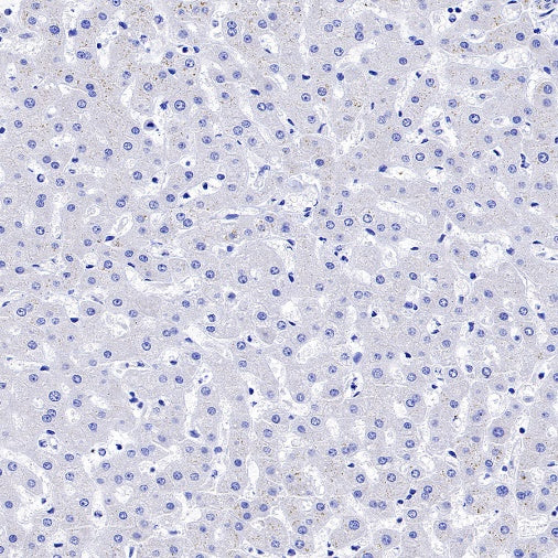 TMEM119 Recombinant Rabbit mAb (S-1040-14)