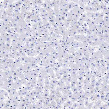 TMEM119 Recombinant Rabbit mAb (S-1040-14)