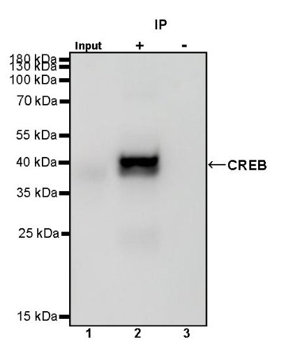CREB Recombinant Rabbit mAb (S-1115-39)