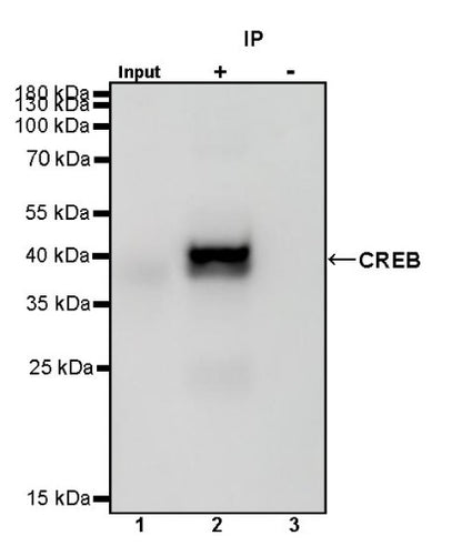 CREB Recombinant Rabbit mAb (S-1115-39)