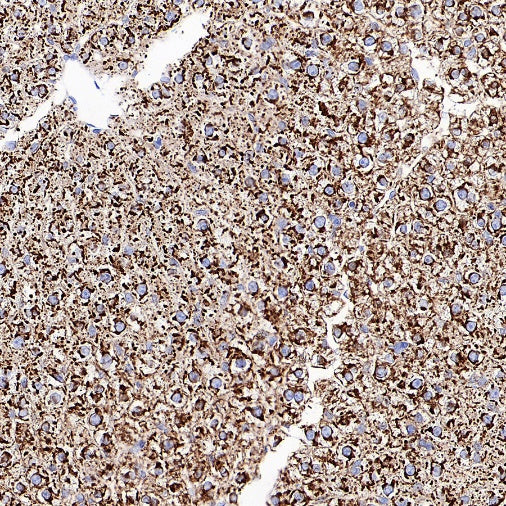 Sec61B Recombinant Rabbit mAb (S-4499-3)