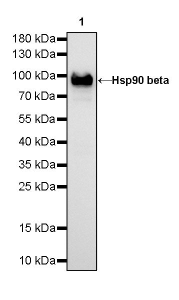 Hsp90 beta Recombinant Rabbit mAb (SDT-359-59)