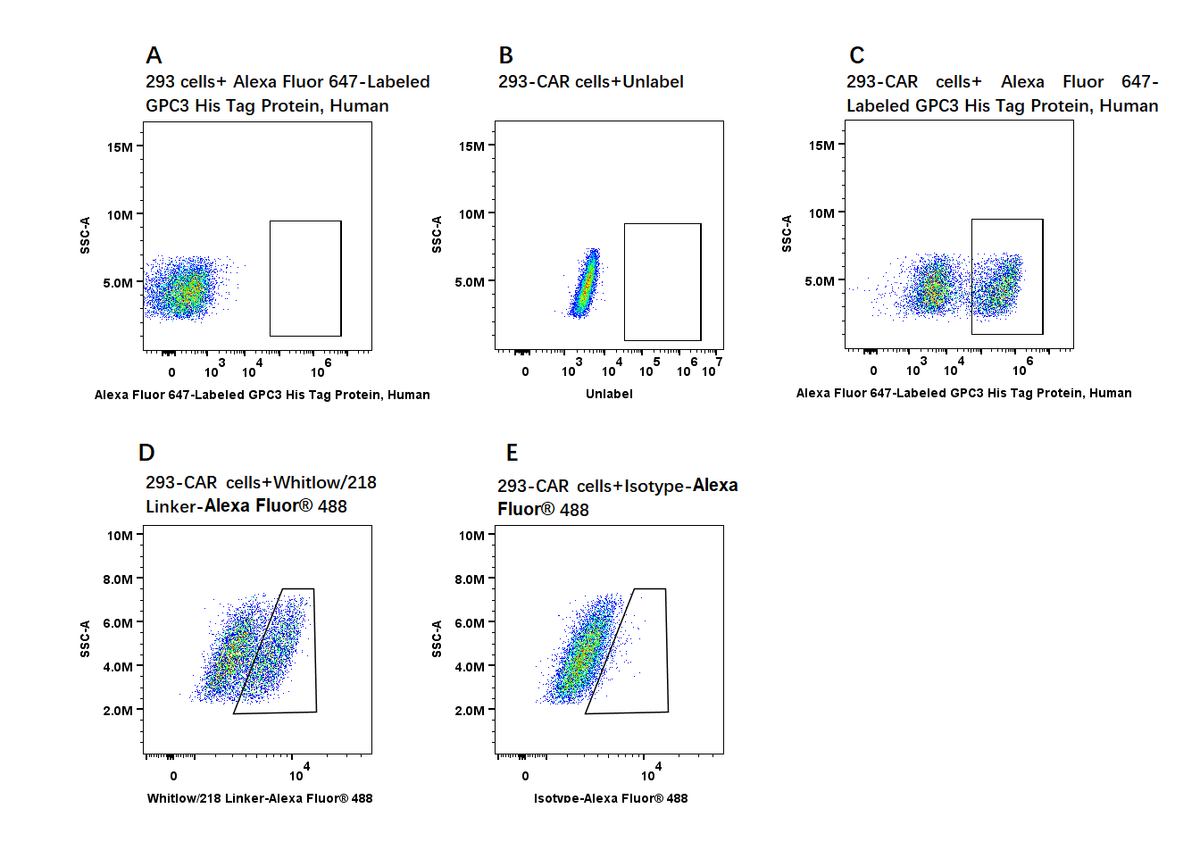 Alexa Fluor 647-Labeled GPC3 His Tag Protein, Human