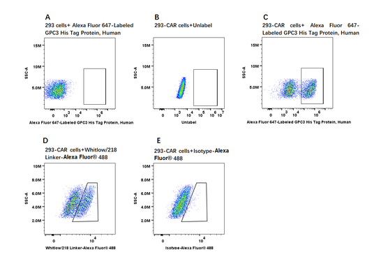 Alexa Fluor 647-Labeled GPC3/Glypican 3 His Tag Protein, Human