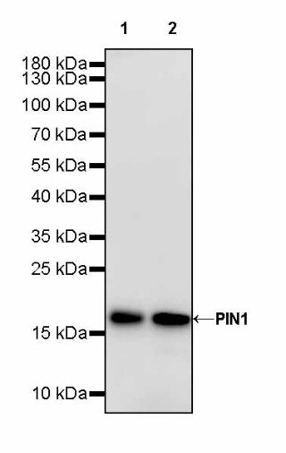 PIN1 Recombinant Rabbit mAb (S-2731-43)
