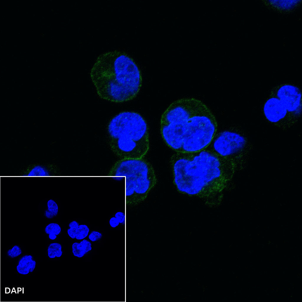 CD80 Recombinant Rabbit mAb (S-288-177)