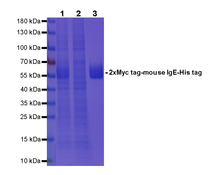 Rabbit Anti-Myc tag agarose beads