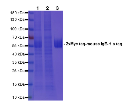 Rabbit Anti-Myc tag agarose beads