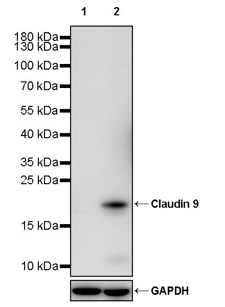 Claudin 9 Recombinant Rabbit mAb (S-2849-32)