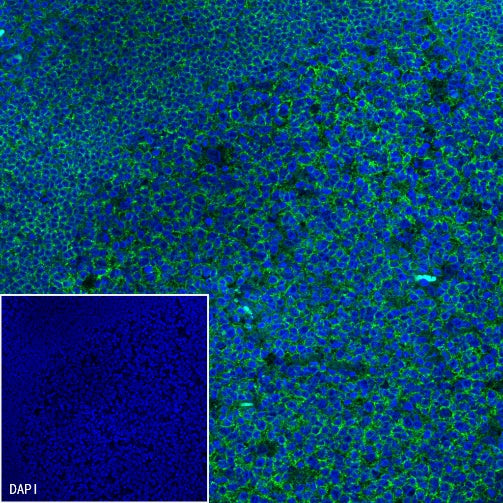 Goat anti-Mouse IgG(H+L) (Alexa Fluor® 488 Conjugate)
