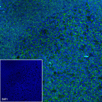 Goat anti-Mouse IgG(H+L) (Alexa Fluor® 488 Conjugate)