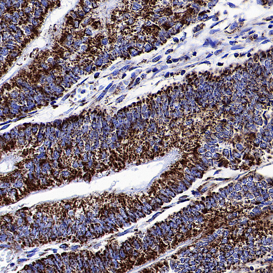 COXIV Recombinant Rabbit mAb (S-5358)