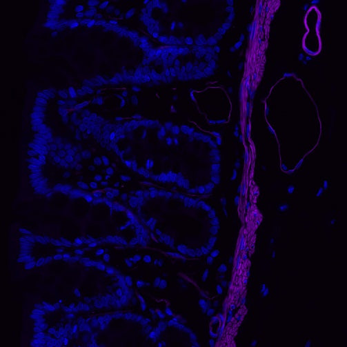 alpha smooth muscle Actin Recombinant Rabbit mAb (Alexa Fluor® 700 Conjugate) (S-132-63)