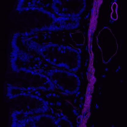 alpha smooth muscle Actin Recombinant Rabbit mAb (Alexa Fluor® 700 Conjugate) (S-132-63)
