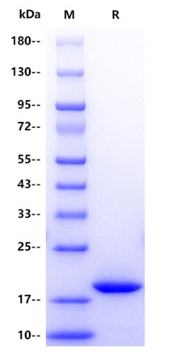 α-Synuclein His Tag Protein, Mouse