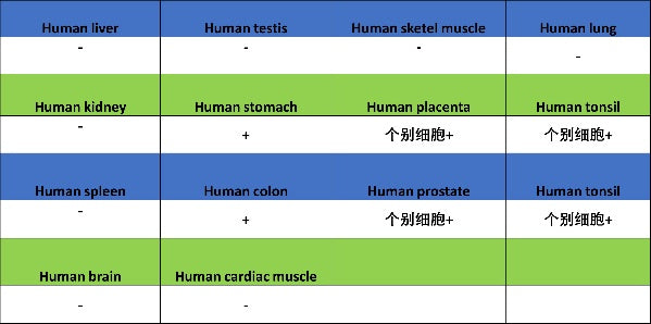 c-Fos Recombinant Rabbit mAb (S-1391-63)