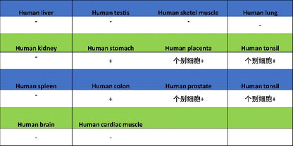 c-Fos Recombinant Rabbit mAb (S-1391-63)