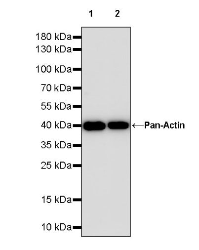 Pan Actin Recombinant Rabbit mAb (S-1365-34)