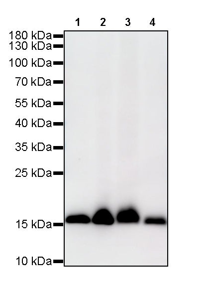 S-RMabMixTM Hypusine Rabbit mAb