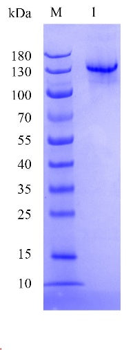 Anti-Human PD1 Monoclonal Antibody (Tislelizumab)(S228P/E233P/F234V/L235A/D265A)
