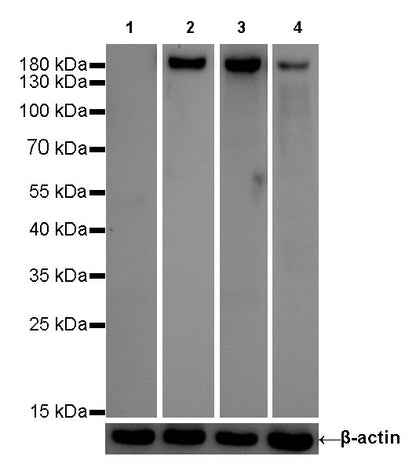 CD11b Recombinant Rabbit mAb,PBS Only (SDT-058-44)