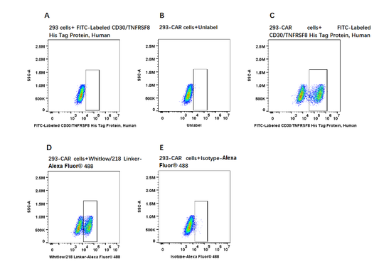 FITC-Labeled CD30/TNFRSF8 His Tag Protein, Human