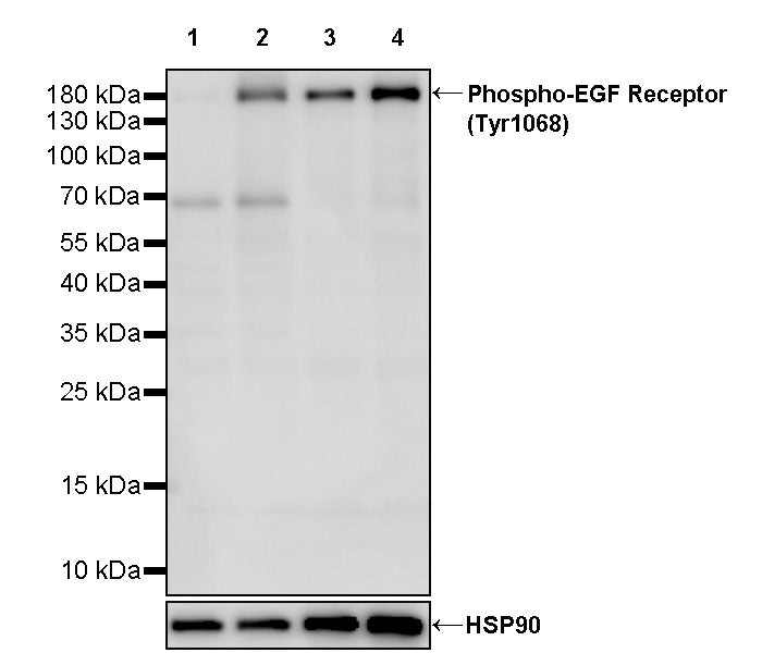 Phospho-EGF Receptor (Tyr1068) Recombinant Rabbit mAb (S-4267)