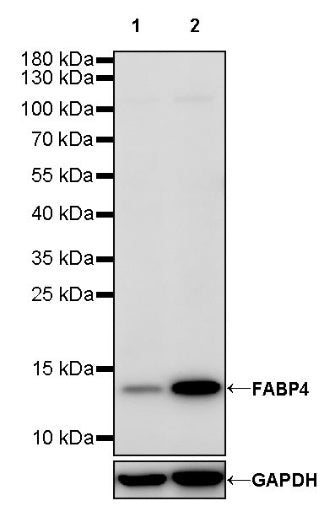 FABP4 Recombinant Rabbit mAb (S-1360-168)