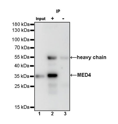 MED4 Recombinant Rabbit mAb (S-R258)