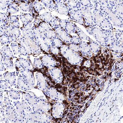 S-RMab® CD20 Recombinant Rabbit mAb,PBS Only (SDT-R133)