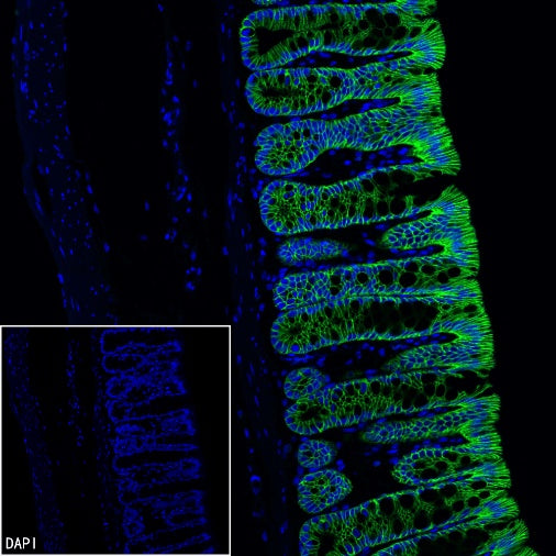 EpCAM Recombinant Rabbit mAb (Alexa Fluor® 488 Conjugate) (S-078-128)