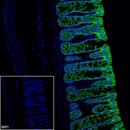 EpCAM Recombinant Rabbit mAb (Alexa Fluor® 488 Conjugate) (S-078-128)
